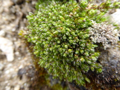 Arenaria boliviana