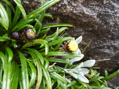 Senecio bolivarianus