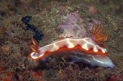 Hypselodoris iacula