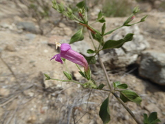 Ruellia floribunda