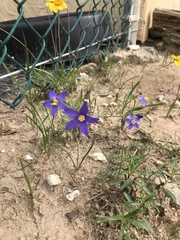 Giliastrum rigidulum