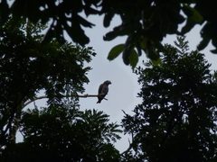 Psittacus erithacus timneh
