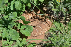 Crotalus ruber