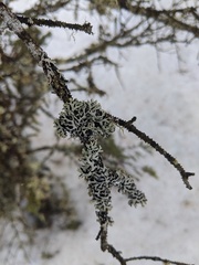 Hypogymnia incurvoides