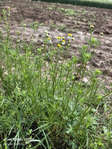 German Chamomile