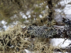 Hypogymnia incurvoides