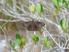 Ephyriades brunnea