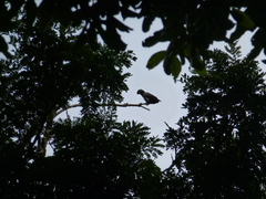 Psittacus erithacus timneh