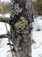 Parmeliopsis capitata