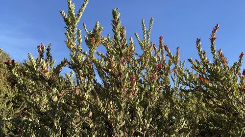 Vaccinium varingiifolium, photograph 1