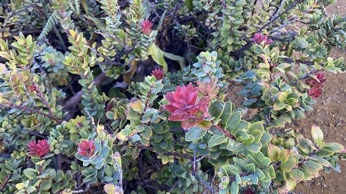 Vaccinium varingiifolium