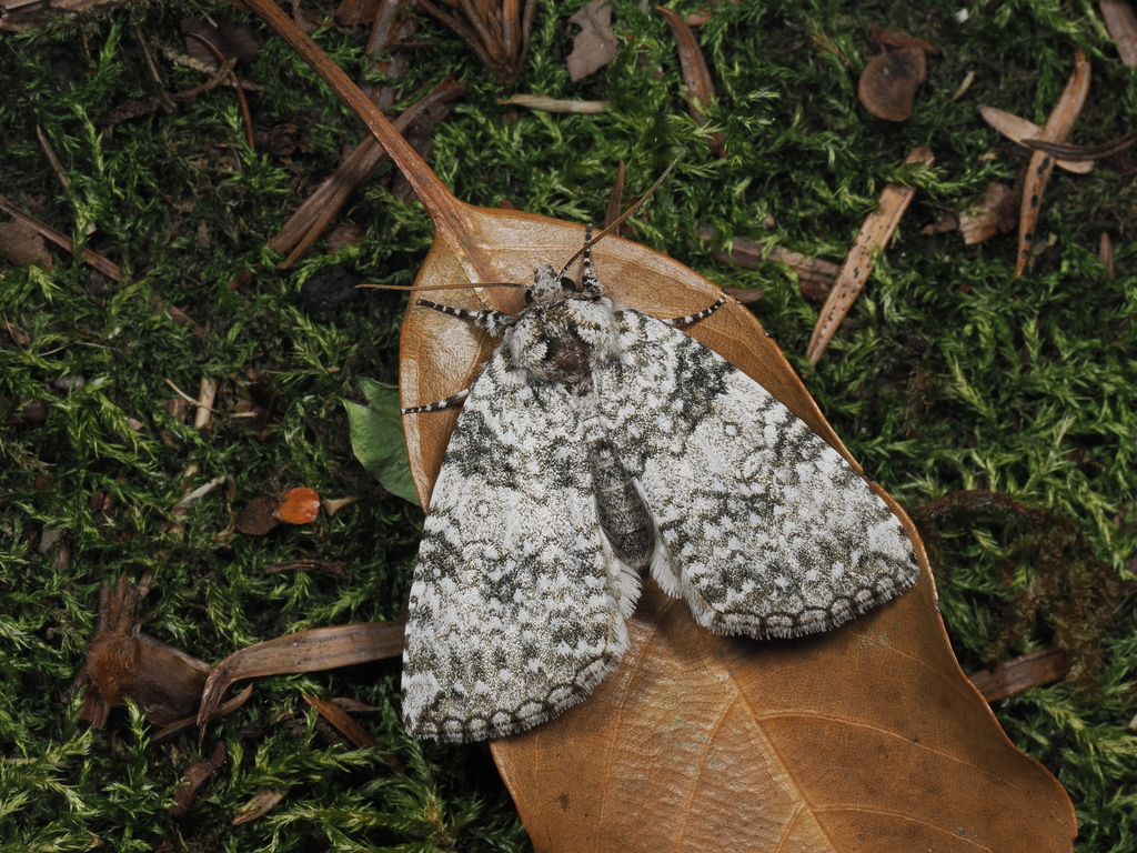 Parapsestis argenteopicta