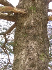 Abies firma, photograph (c) Marco Mussita, some rights reserved (CC BY)