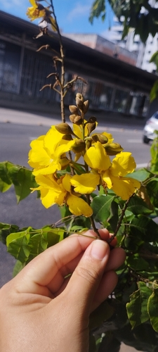 Cenostigma tocantinum, photograph 1