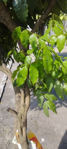 Cenostigma tocantinum, photograph 3