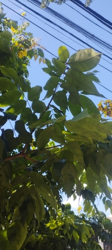 Cenostigma tocantinum, photograph 4