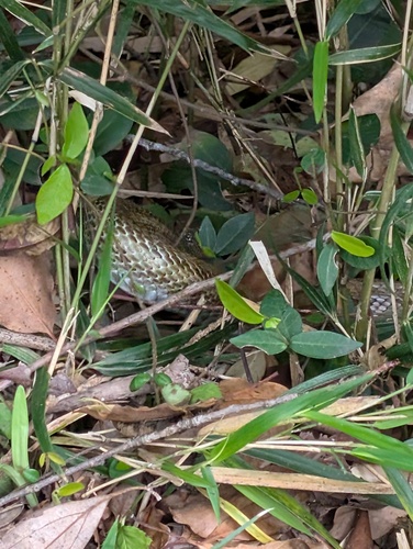 Japanese Ratsnake