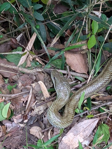 Japanese Ratsnake