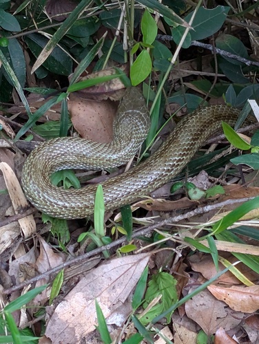 Japanese Ratsnake