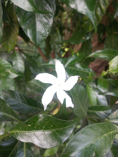Crepe Jasmine