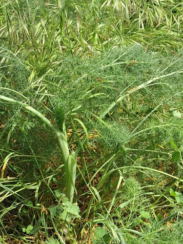 fennel