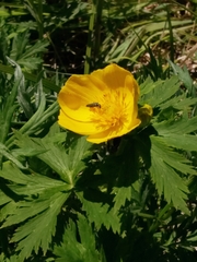 Trollius riederianus