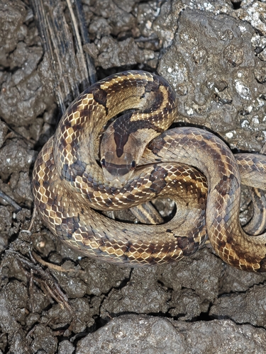 Photo of a Saint Giron's Kukri Snake (Oligodon saintgironsi)