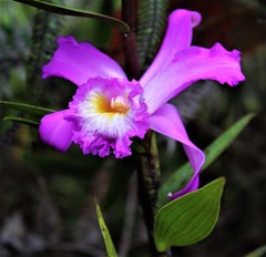 Sobralia violacea