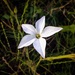 Nicotiana longiflora - Photo (c) Andrea Faggiani,  זכויות יוצרים חלקיות (CC BY-NC), uploaded by Andrea Faggiani