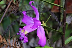 Sobralia violacea
