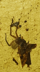 Selenops insularis