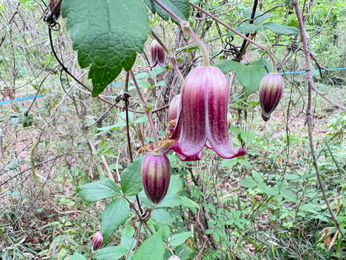 Clematis japonica iNat (2)