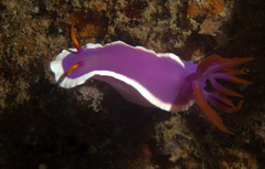 Hypselodoris variobranchia