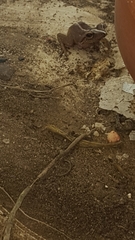 Eleutherodactylus coqui