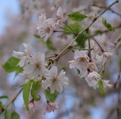 Prunus pendula