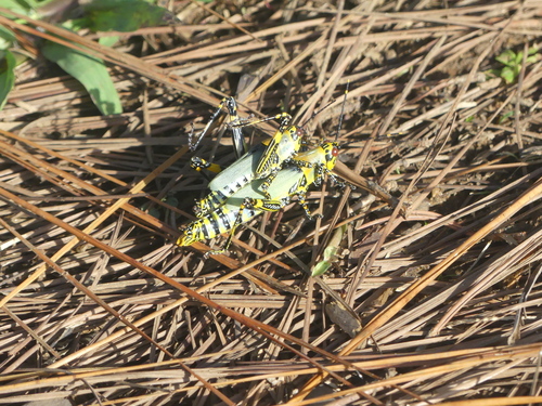 Variegated grasshopper
