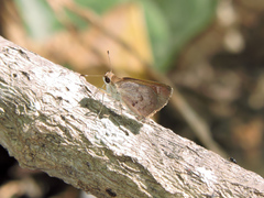 Callimormus saturnus