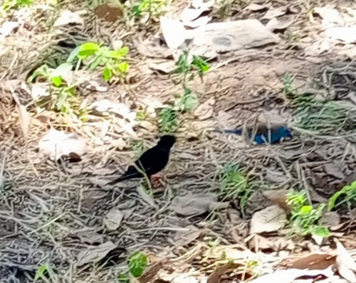 Village Indigobird