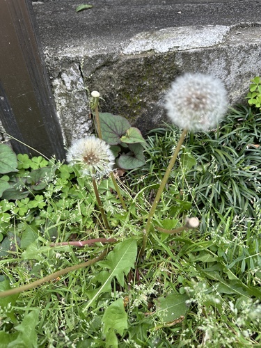 Taraxacum officinale × Taraxacum platycarpum iNat (3)