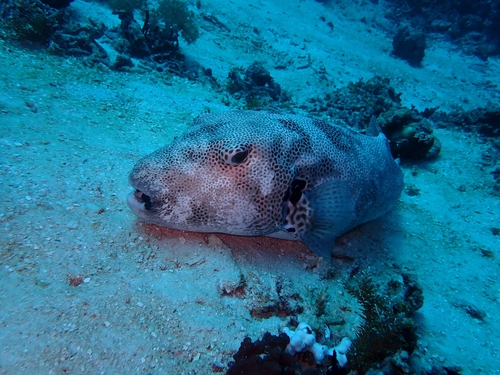 Starry Puffer — seen at this dive site