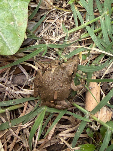 Blanchard's Cricket Frog