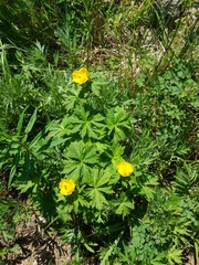 Trollius riederianus