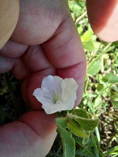 Ruellia patula