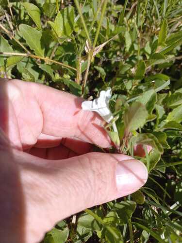 Ruellia patula, photograph 2