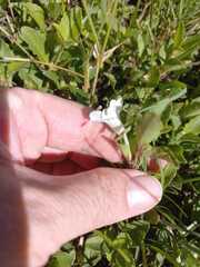 Ruellia patula, photograph author not stated, no rights reserved