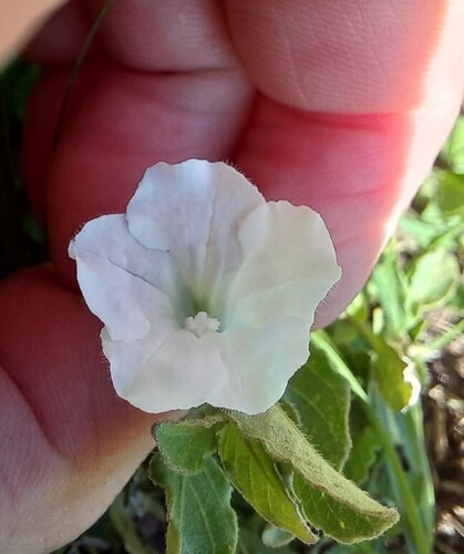 Ruellia patula, photograph 3