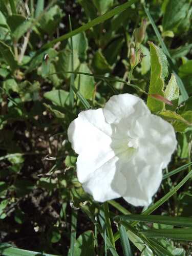 Ruellia patula, photograph 4