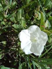 Ruellia patula, photograph author not stated, no rights reserved