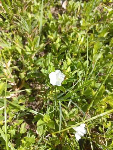 Ruellia patula, photograph 5