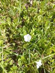 Ruellia patula, photograph author not stated, no rights reserved
